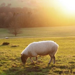 A sheep grazing with a sunset in the distance